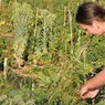 Agriculture urbaine