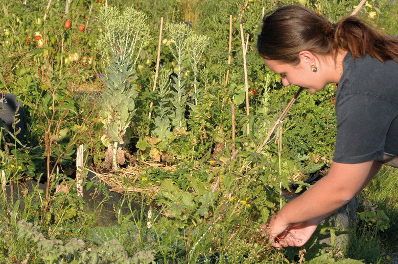 Agriculture urbaine