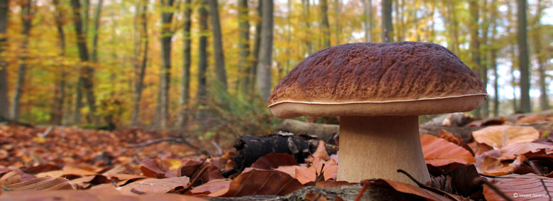 Rencontre naturaliste / Notre région en automne