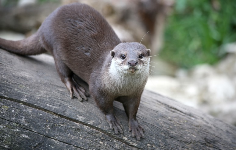 La loutre cendrée / Les animaux du zoo / Zoo de Lille - www.lille.fr