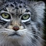 Manul