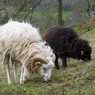 Mouton ouessant ©4028mdk09