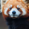 panda roux