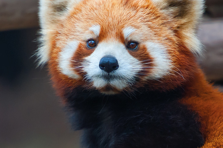 panda roux