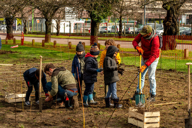 Plantation d'arbres
