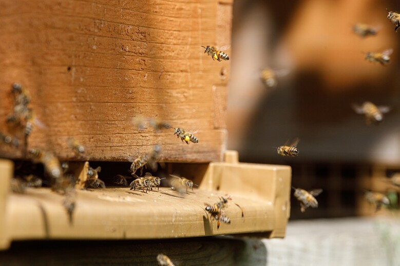 Combien y a-t-il d'abeilles dans une ruche? C'est ainsi que vivent