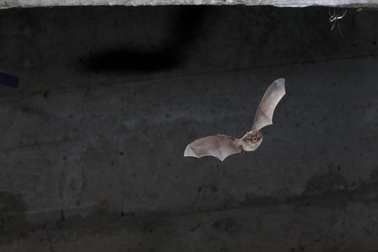 Collecter 104+ imagen chauve souris qui rentre dans la maison fr.thptnganamst.edu.vn
