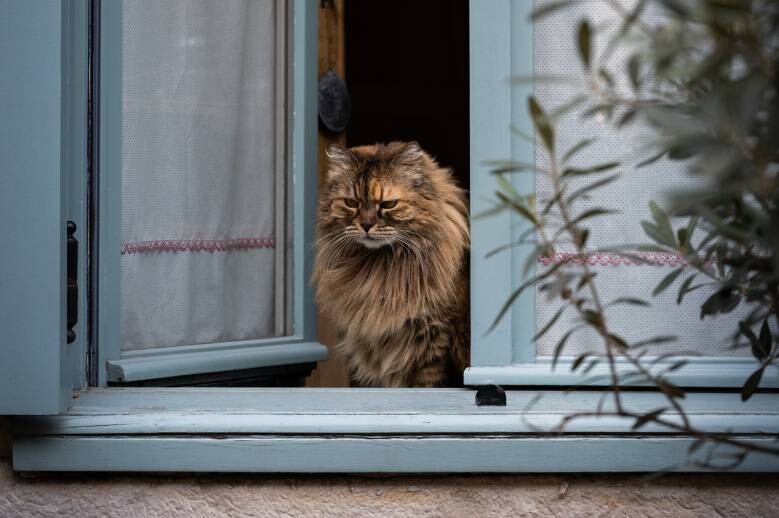 Une vie de chat à Lille / Actualités - Ville de Lille : adresses, horaires,  calendriers et histoire