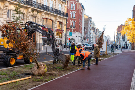 Rue du Molinel plantations