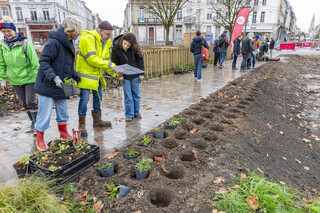Plantation citoyenne place Philippe Lebon