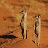 famille suricate