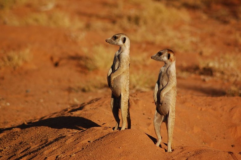 famille suricate