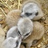 4 petits suricates