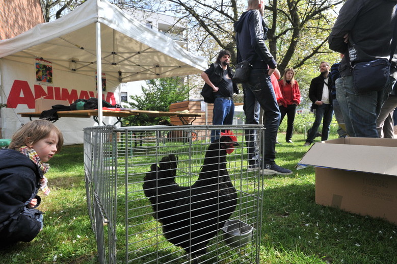 Prêt de poules