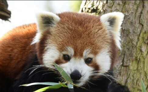 A la découvert du zoo