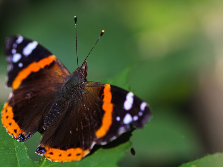 A la découverte de la biodiversité