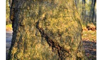 A la découverte des écorces d'arbres