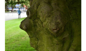 A la découverte des écorces d'arbres