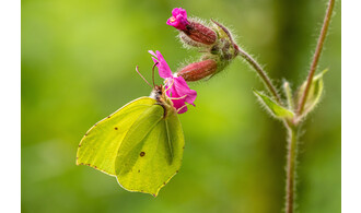 A la découverte des insectes pollinisateurs