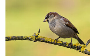 A la découverte des oiseaux des jardins