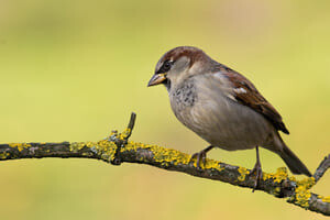 A la découverte des oiseaux des jardins