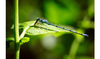 A la découverte des zones humides de la Citadelle