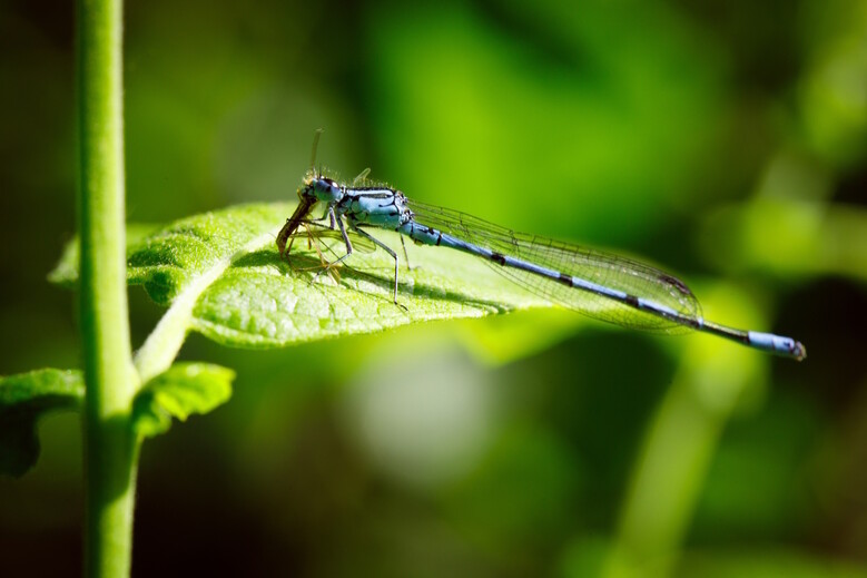 A la découverte des zones humides de la Citadelle