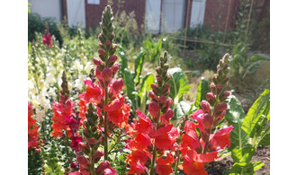 Agissons pour les pollinisateurs