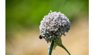 Agissons pour les pollinisateurs
