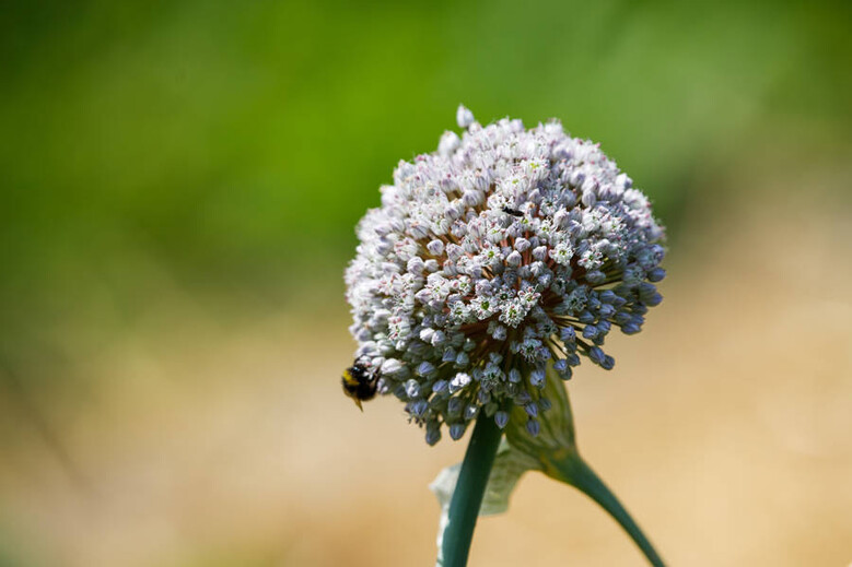 Agissons pour les pollinisateurs