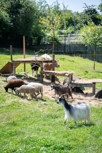 Aidons aux soins des animaux de la Ferme