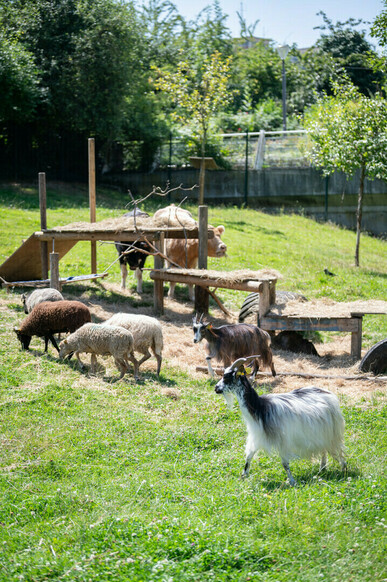 Aidons aux soins des animaux de la Ferme