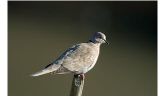 Apprendre à reconnaître les oiseaux