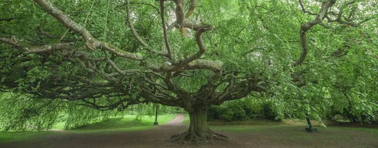Arbres remarquables de France, de la biologie aux traditions