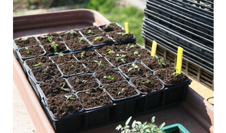 Atelier de multiplication et division de plantes