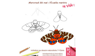 Atelier dessin en visio : l'Ecaille martre !