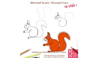 Atelier dessin en visio : L'écureuil roux !