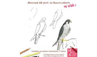Atelier dessin en visio : Le Faucon pèlerin !