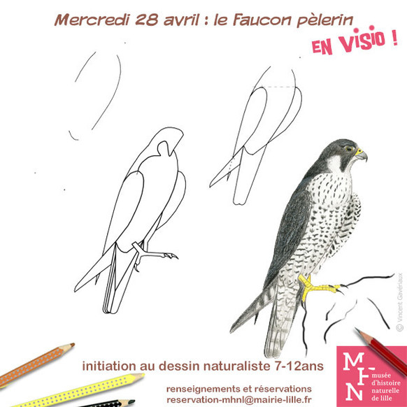 Le Faucon pèlerin !