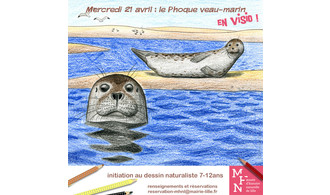 Atelier dessin en visio : Le Phoque Veau-marin !