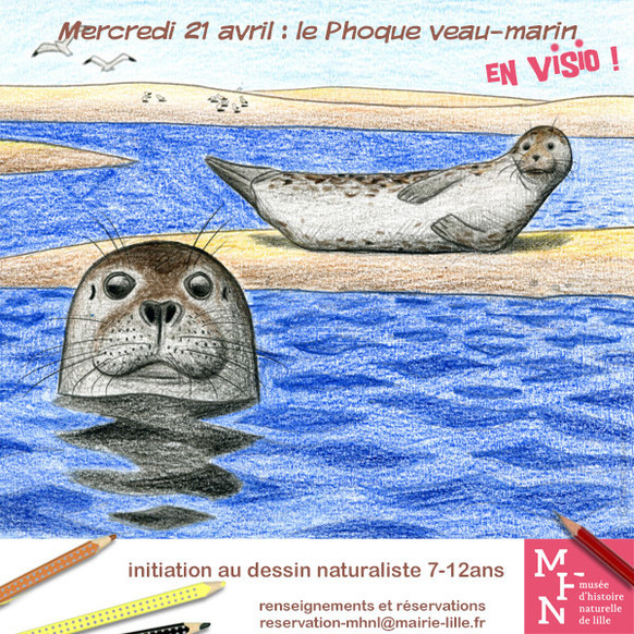 Le Phoque Veau-marin !