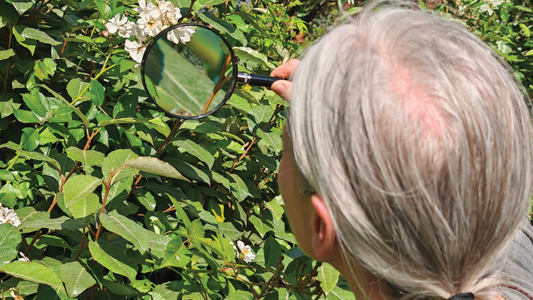 Atelier en continu "Le vivant à la loupe" / à la Pouponnière