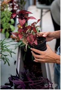 Atelier jardinier