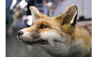 Atelier "Mon nez, sa truffe" / Vieux-Lille