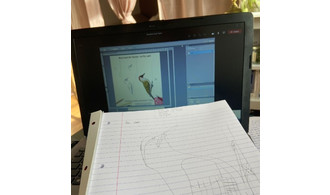 Ateliers Dessin en visio / pour les enfants