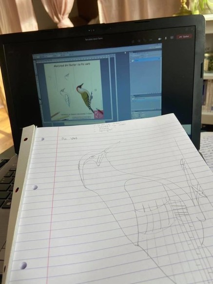 Ateliers Dessin, en visio !