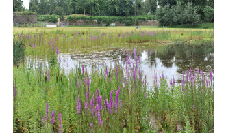 Balade à la découverte des plantes sauvages comestibles, mais pas que !