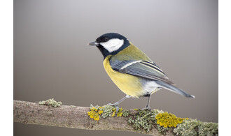 Balade ornithologique au parc : observer la biodiversité ordinaire