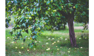 Balade où tous les fruits sont dans la maraude !
