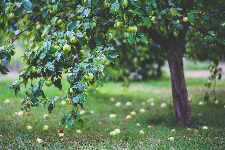 Balade où tous les fruits sont dans la maraude !
